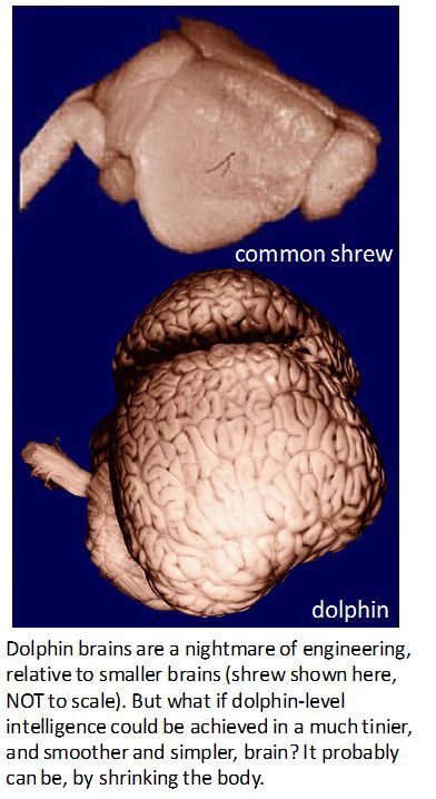 dolphin brain size versus shrew brain